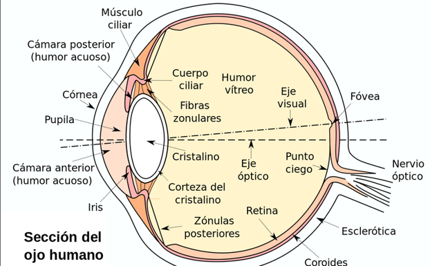 Esquema de la sección del ojo humano. Wikimedia Commons.