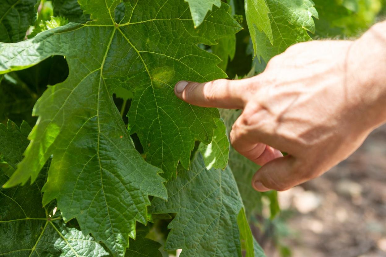 Tratamiento de viñedos con mildiu, ayer en la zona de Uruñuela, y mancha de mildiu en el viñedo. 