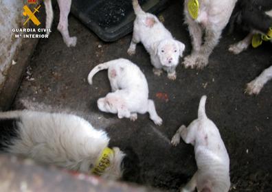 Imagen secundaria 1 - El Seprona investiga a un vecino de San Asensio por maltrato animal