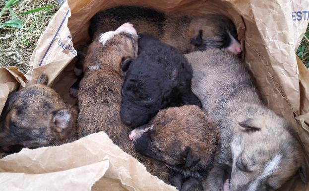 Los animales, hacinados en el interior del saco. 