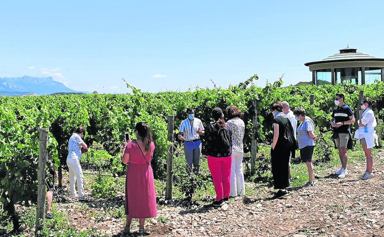 Los viñedos de Vivanco fueron ayer uno de los destinos de los grupos de visitas que se acercaron hasta las instalaciones en Briones. 