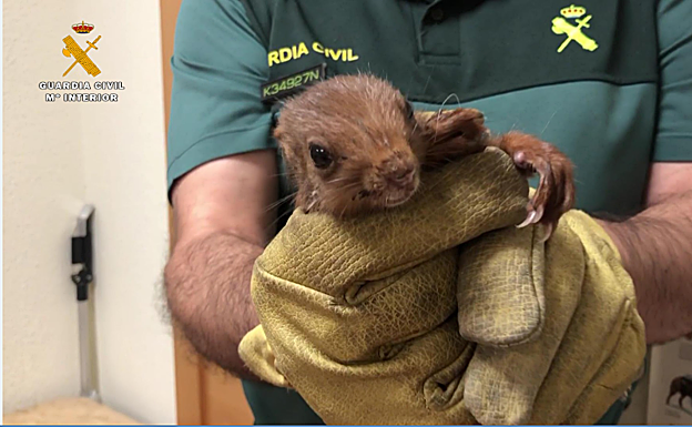 Rescatada una ardilla que se había quedado encerrada en una casa de Logroño