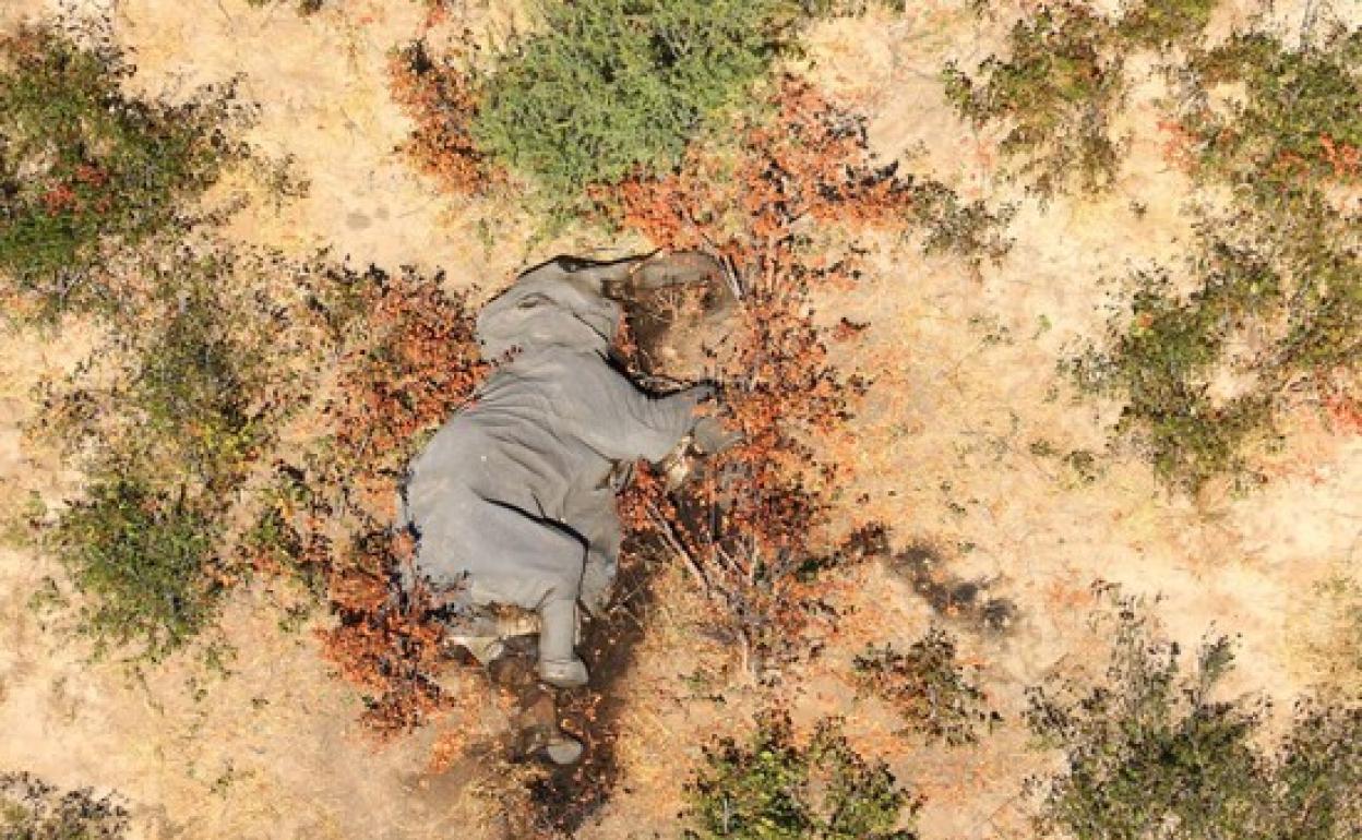 Vista aérea del cuerpo de uno de los 350 elefantes que han sido encontrados sin vida