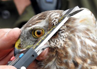 Imagen secundaria 1 - &#039;Millana&#039; y &#039;Berceo&#039;, dos aguiluchos &#039;riojanos&#039; con GPS para «conocer y conservar» la especie