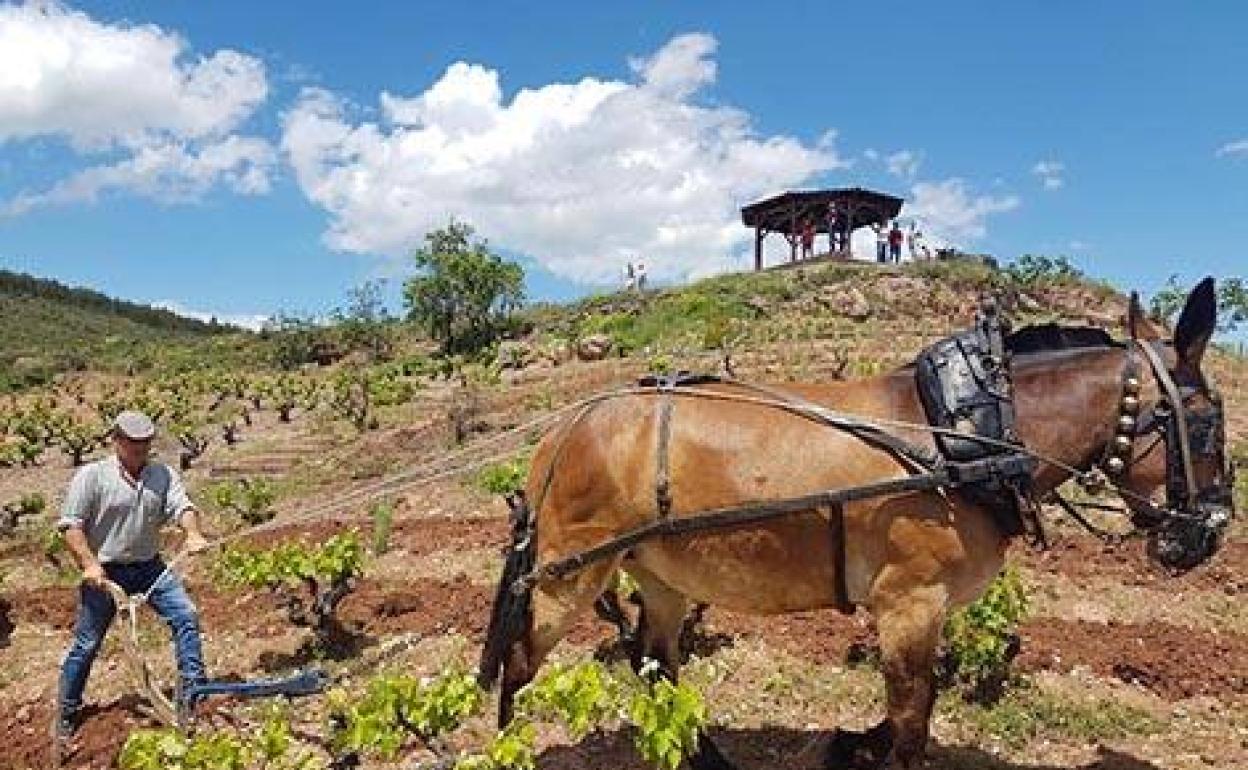 Enoturismo por la 'otra Rioja'