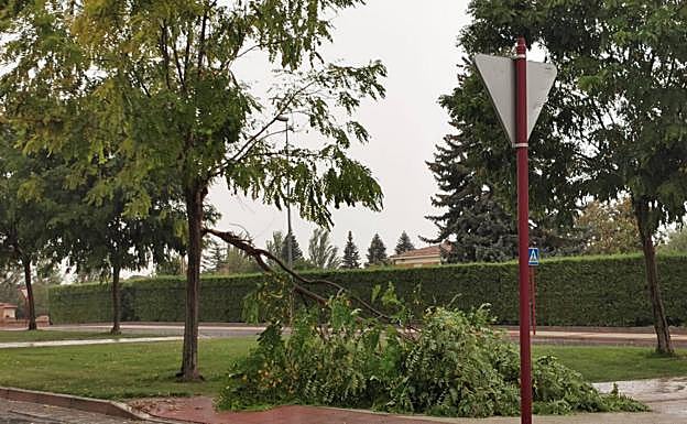 Rotura de una rama en Haro donde se vio granizo durante la tarde.