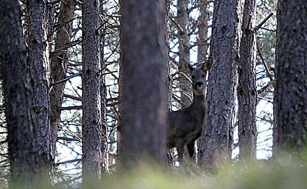 Imagen principal - Fauna. En los paseos senderistas es posible, si somos silenciosos y respetuosos, avistar animales silvestres y salvajes. Díaz Uriel | Naturaleza. Ribavellosa está inmerso dentro de un frondoso bosque. D.M.A. | Orografía. Vista panorámica del Cañón del Leza desde el cielo, con Soto en Cameros en primera instancia. L.R.