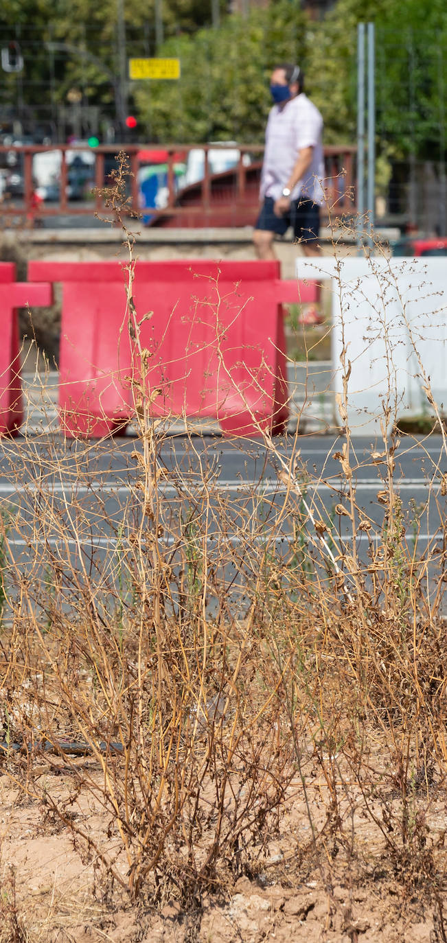 Fotos: El cuidado de los jardines de Logroño, en tela de juicio