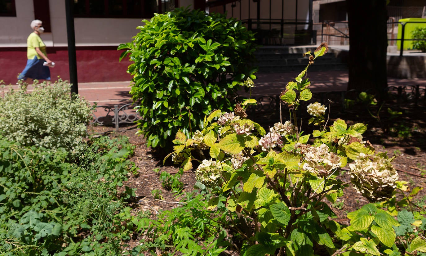 Fotos: El cuidado de los jardines de Logroño, en tela de juicio