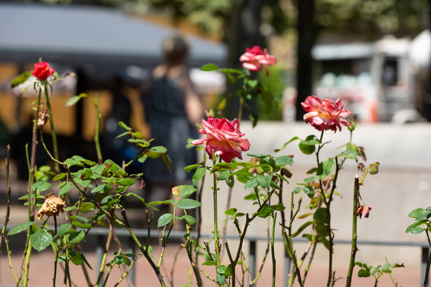 Fotos: El cuidado de los jardines de Logroño, en tela de juicio