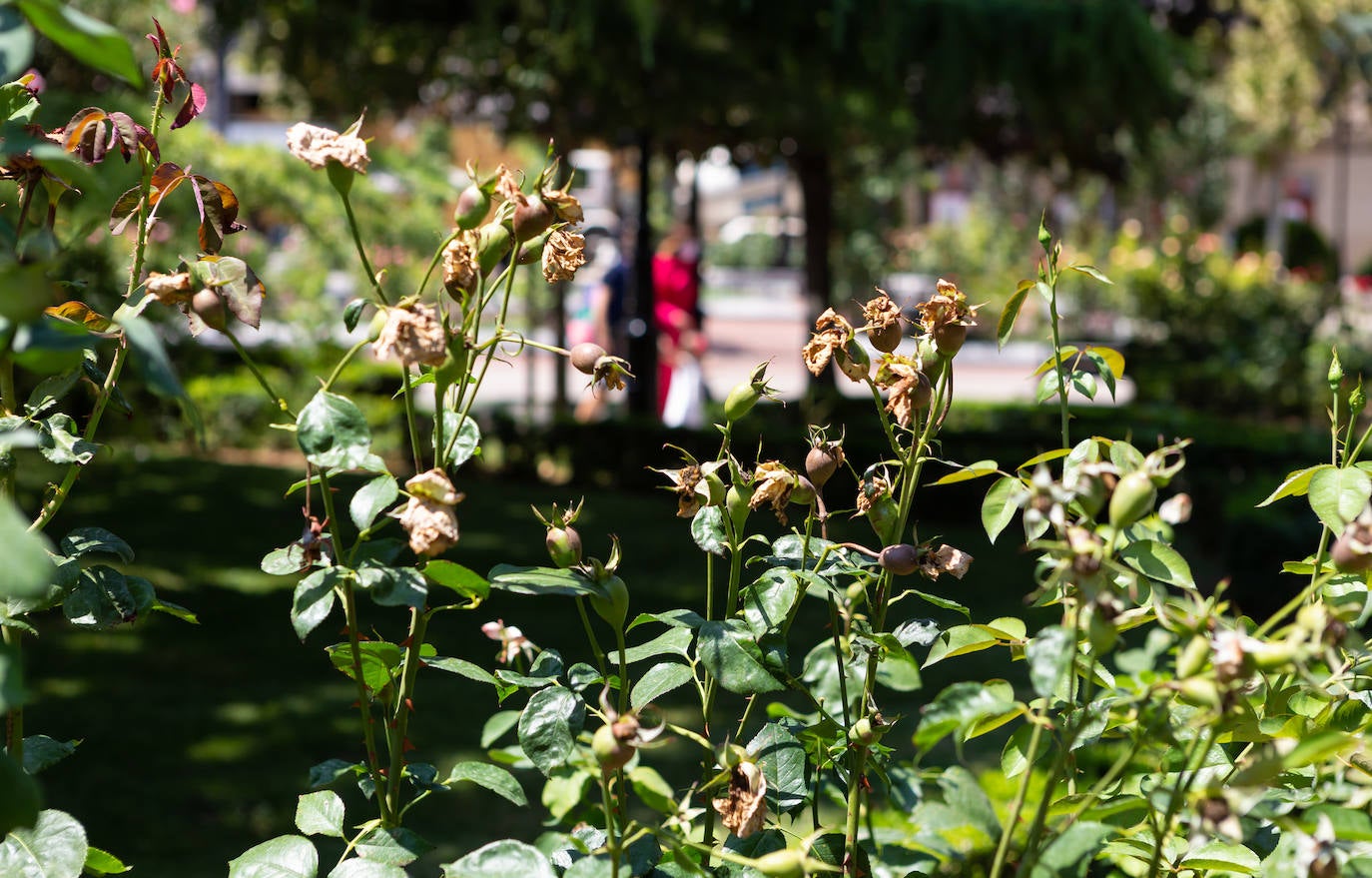 Fotos: El cuidado de los jardines de Logroño, en tela de juicio