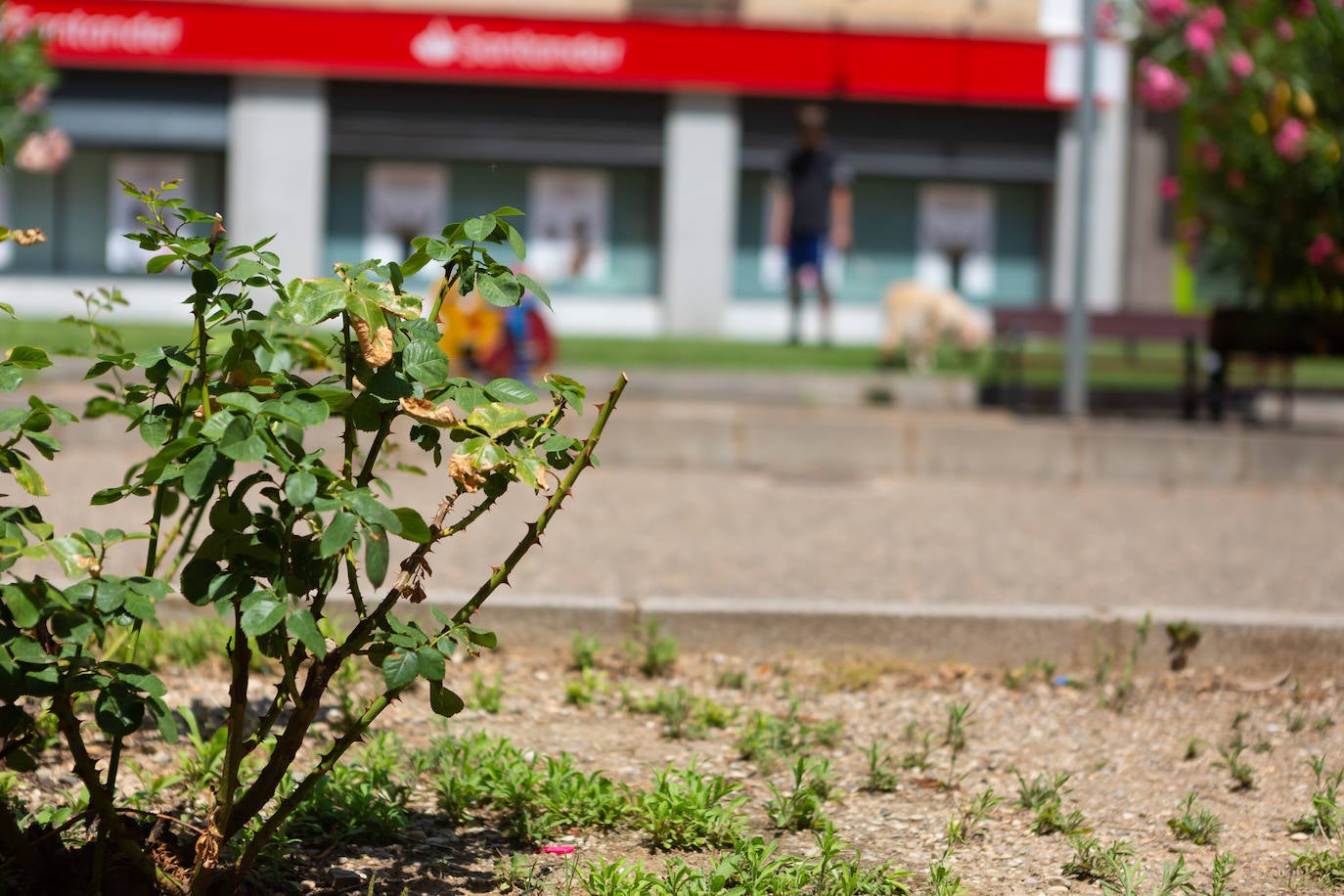 Fotos: El cuidado de los jardines de Logroño, en tela de juicio