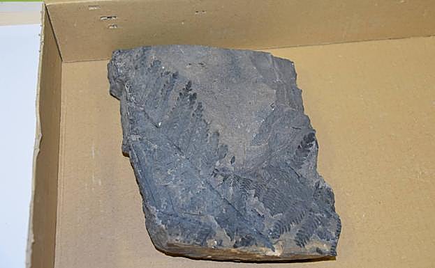 Fósil de hoja de helecho.