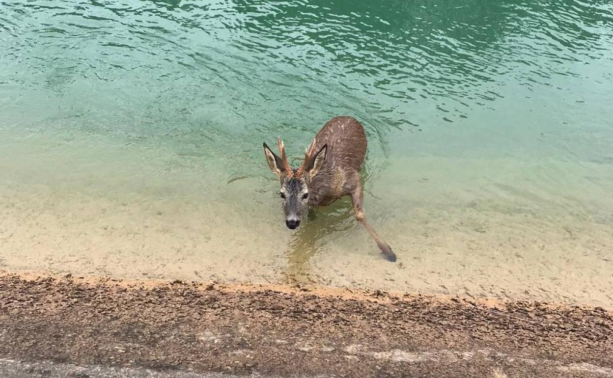 Uno de los animales atrapados en uno de los llamados 'canales de la muerte'.