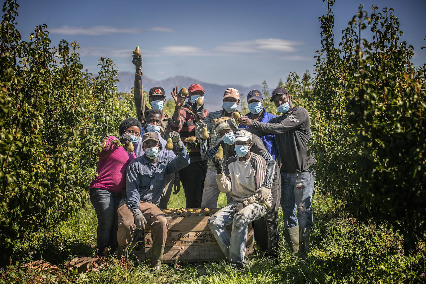 La cosecha de esta fruta en La Rioja ha resultado corta, pero de mucha calidad