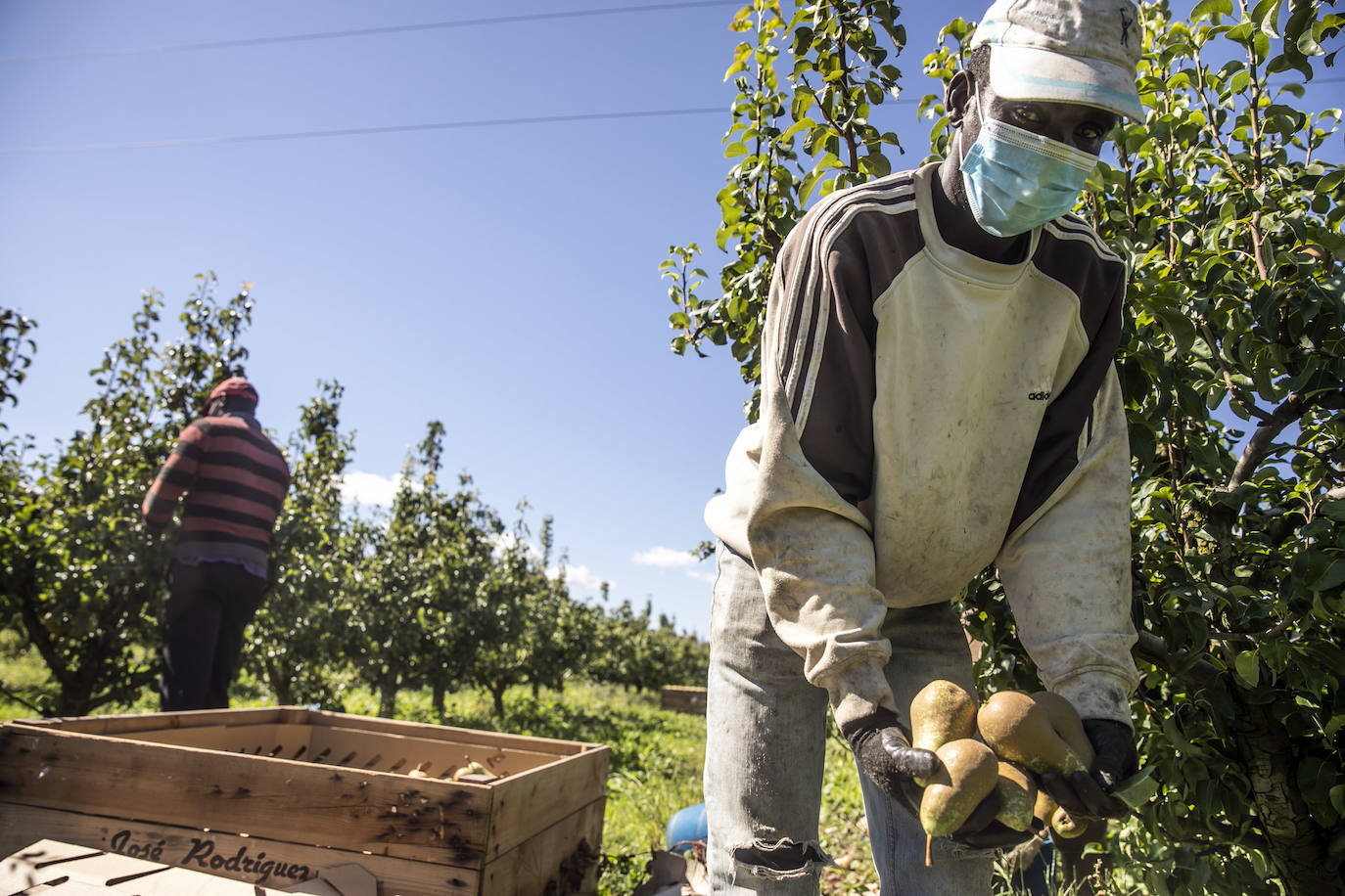 La cosecha de esta fruta en La Rioja ha resultado corta, pero de mucha calidad