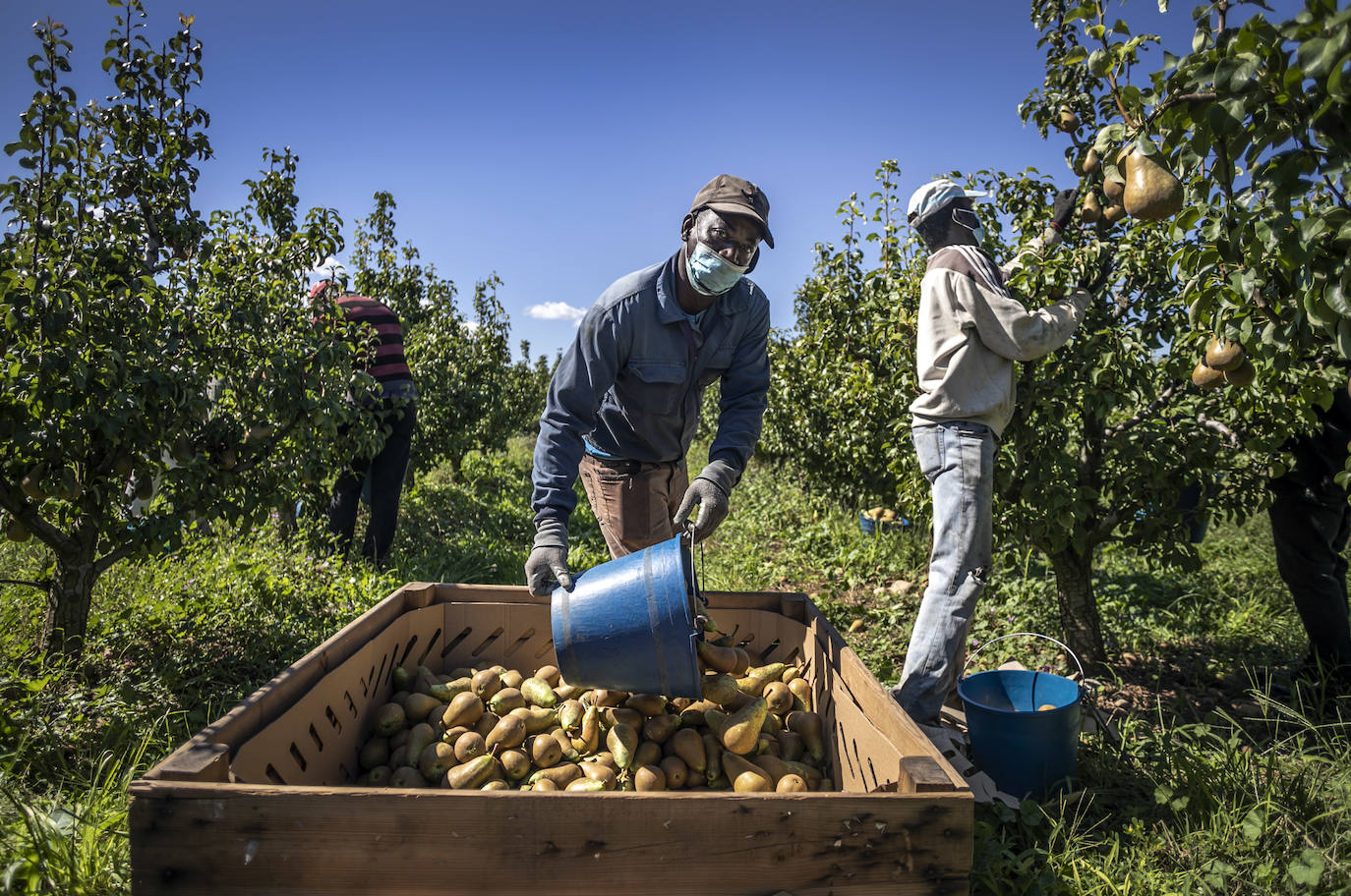 La cosecha de esta fruta en La Rioja ha resultado corta, pero de mucha calidad