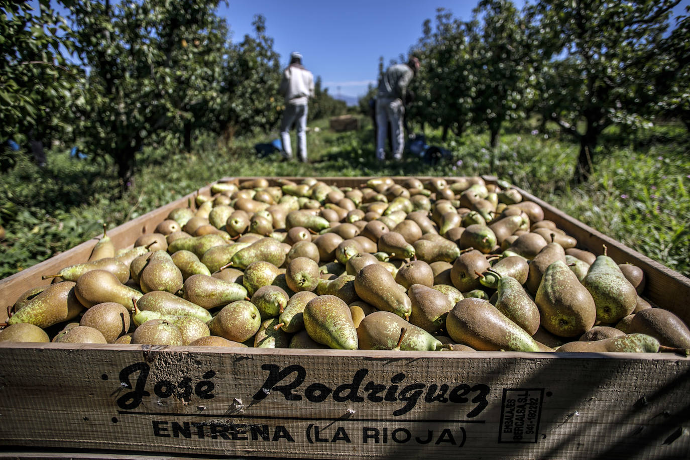 La cosecha de esta fruta en La Rioja ha resultado corta, pero de mucha calidad