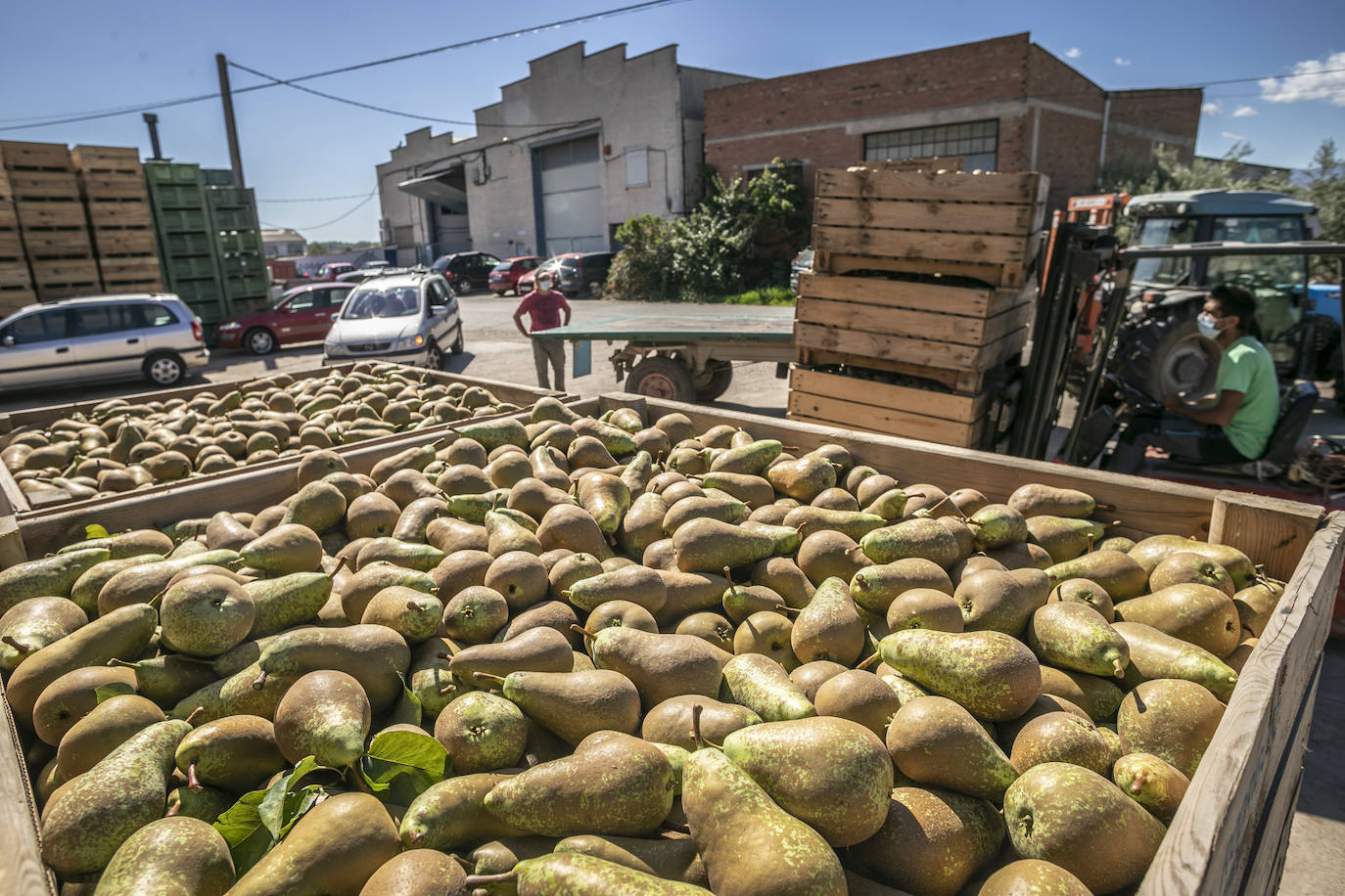 La cosecha de esta fruta en La Rioja ha resultado corta, pero de mucha calidad