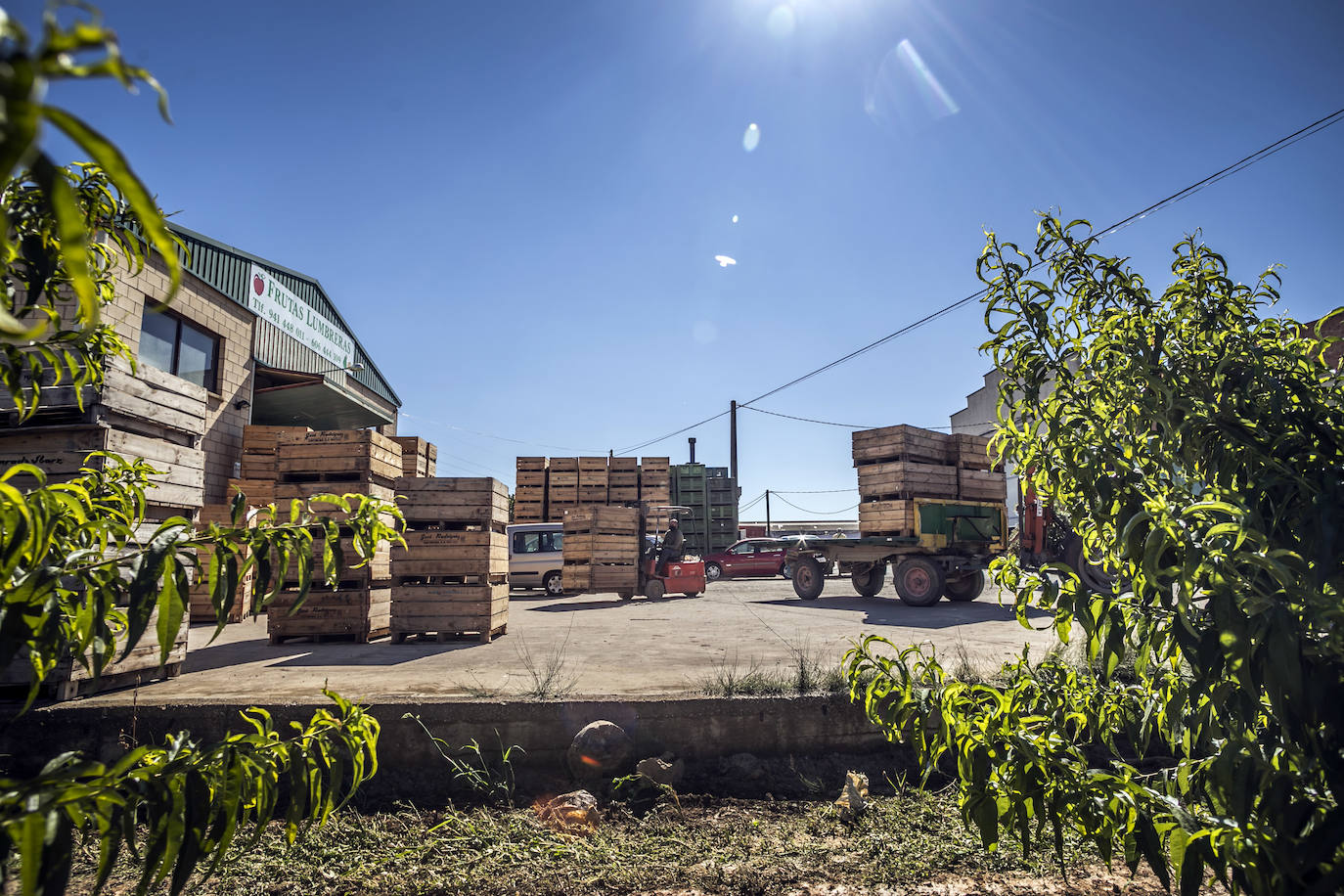 La cosecha de esta fruta en La Rioja ha resultado corta, pero de mucha calidad