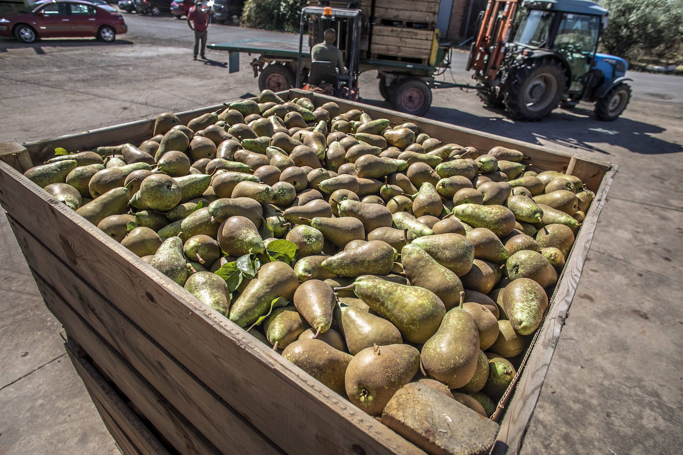 La cosecha de esta fruta en La Rioja ha resultado corta, pero de mucha calidad