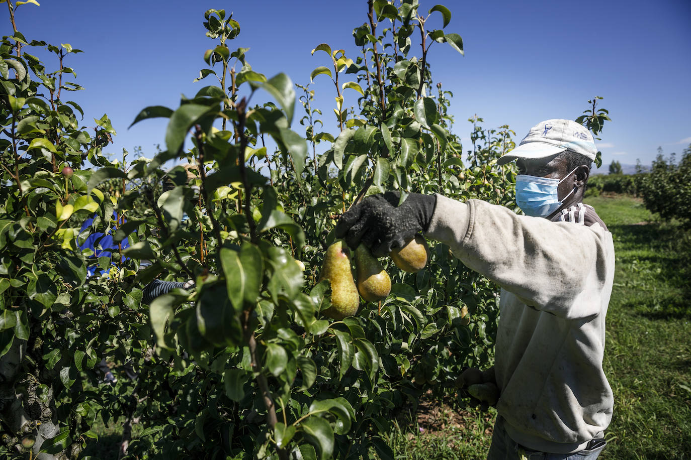 La cosecha de esta fruta en La Rioja ha resultado corta, pero de mucha calidad