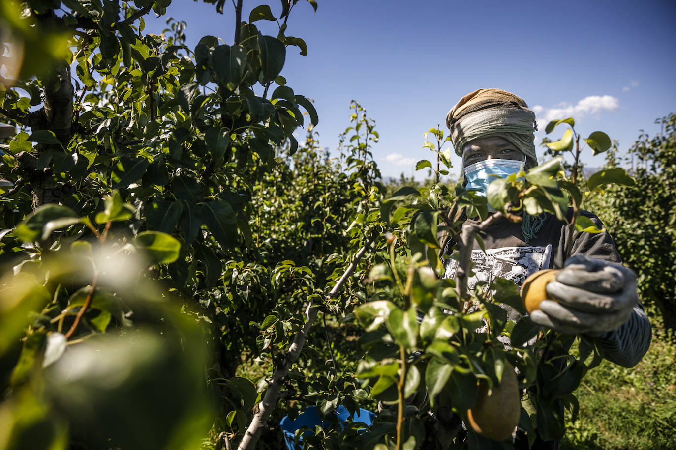 La cosecha de esta fruta en La Rioja ha resultado corta, pero de mucha calidad