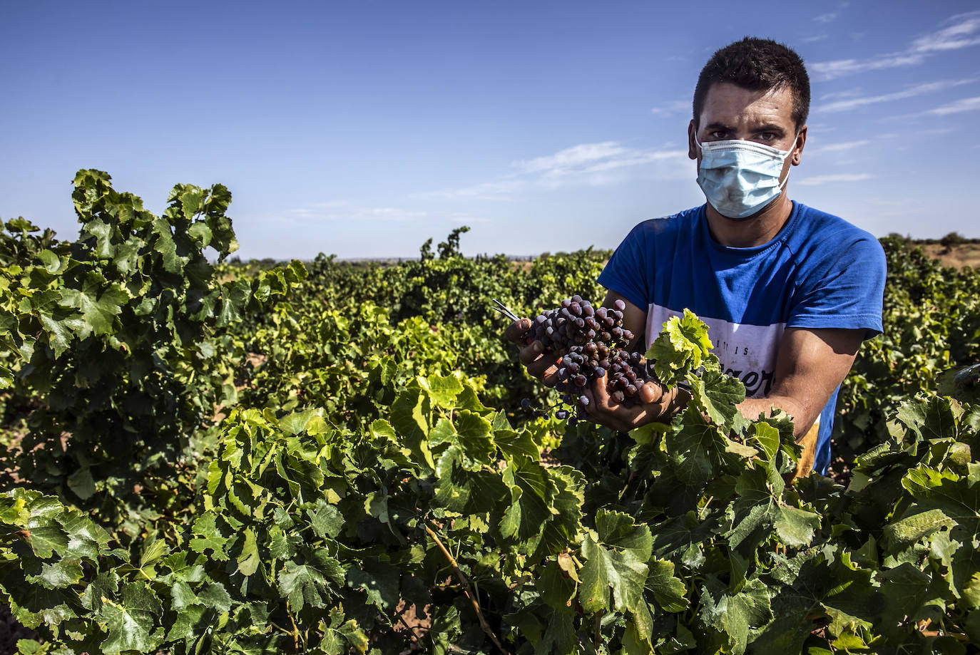 La campaña de este año resulta especial por la situación provocada por el coronavirus: es una vendimia de corquete y mascarilla