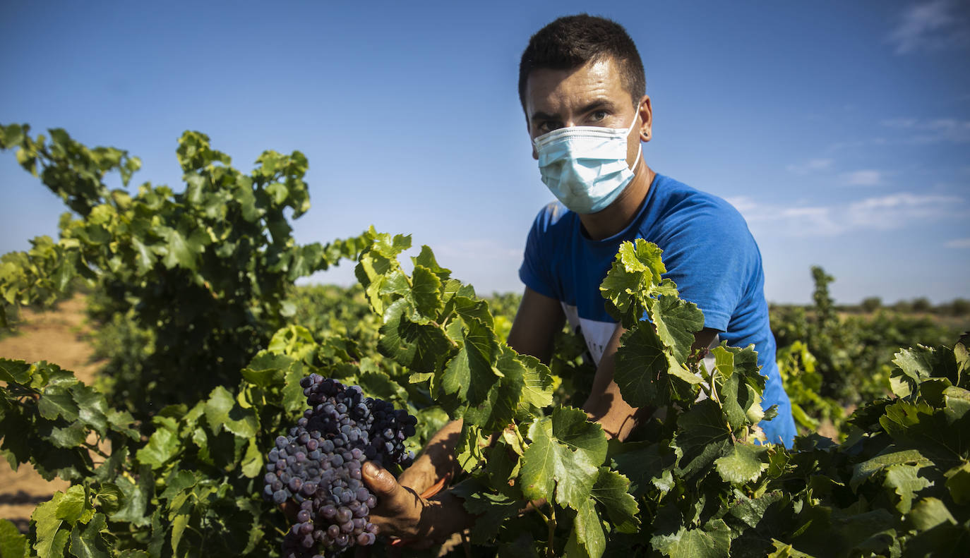 La campaña de este año resulta especial por la situación provocada por el coronavirus: es una vendimia de corquete y mascarilla