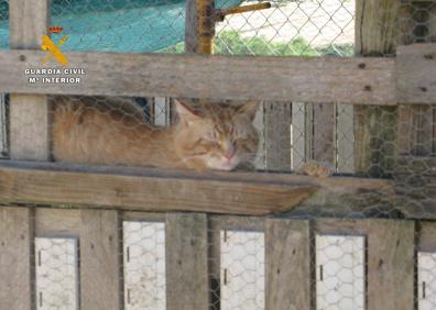 Imagen secundaria 1 - Varias imágenes de lo que se encontraronlos agentes del Seprona.