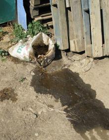 Imagen secundaria 2 - Los animales vivían en condiciones pésimas de salubridad. 