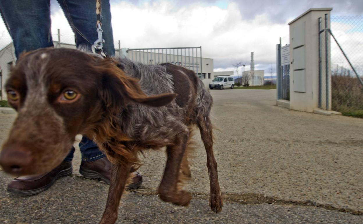 Un perro adoptado sale del Centro de Acogida de Animales, de Logroño.