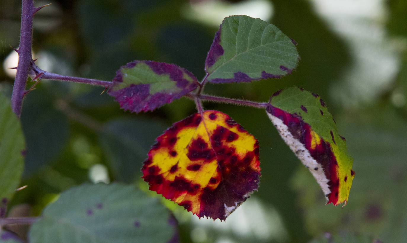 Variedad de colores en las hojas de los árboles tras la llegada del otoño.