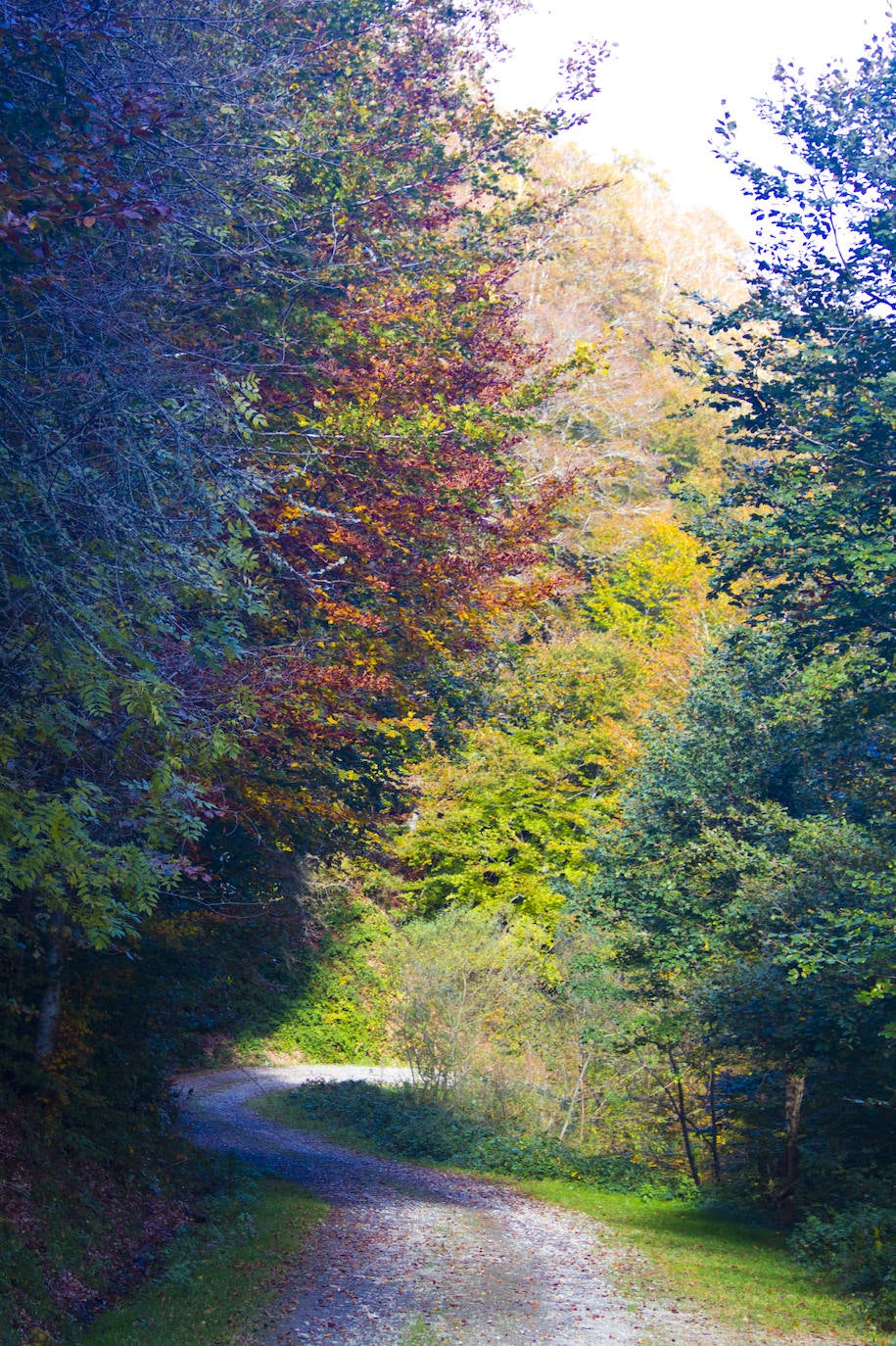 Variedad de colores en las hojas de los árboles tras la llegada del otoño.