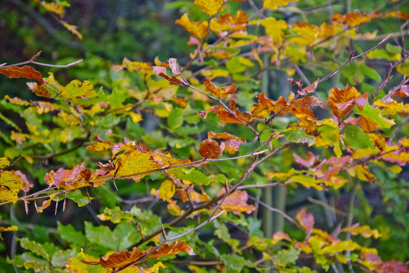 Variedad de colores en las hojas de los árboles tras la llegada del otoño.