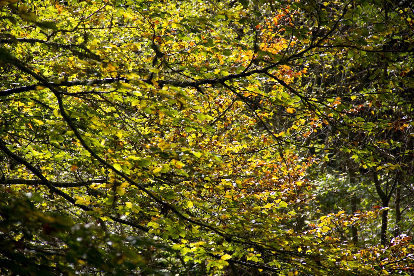 Variedad de colores en las hojas de los árboles tras la llegada del otoño.