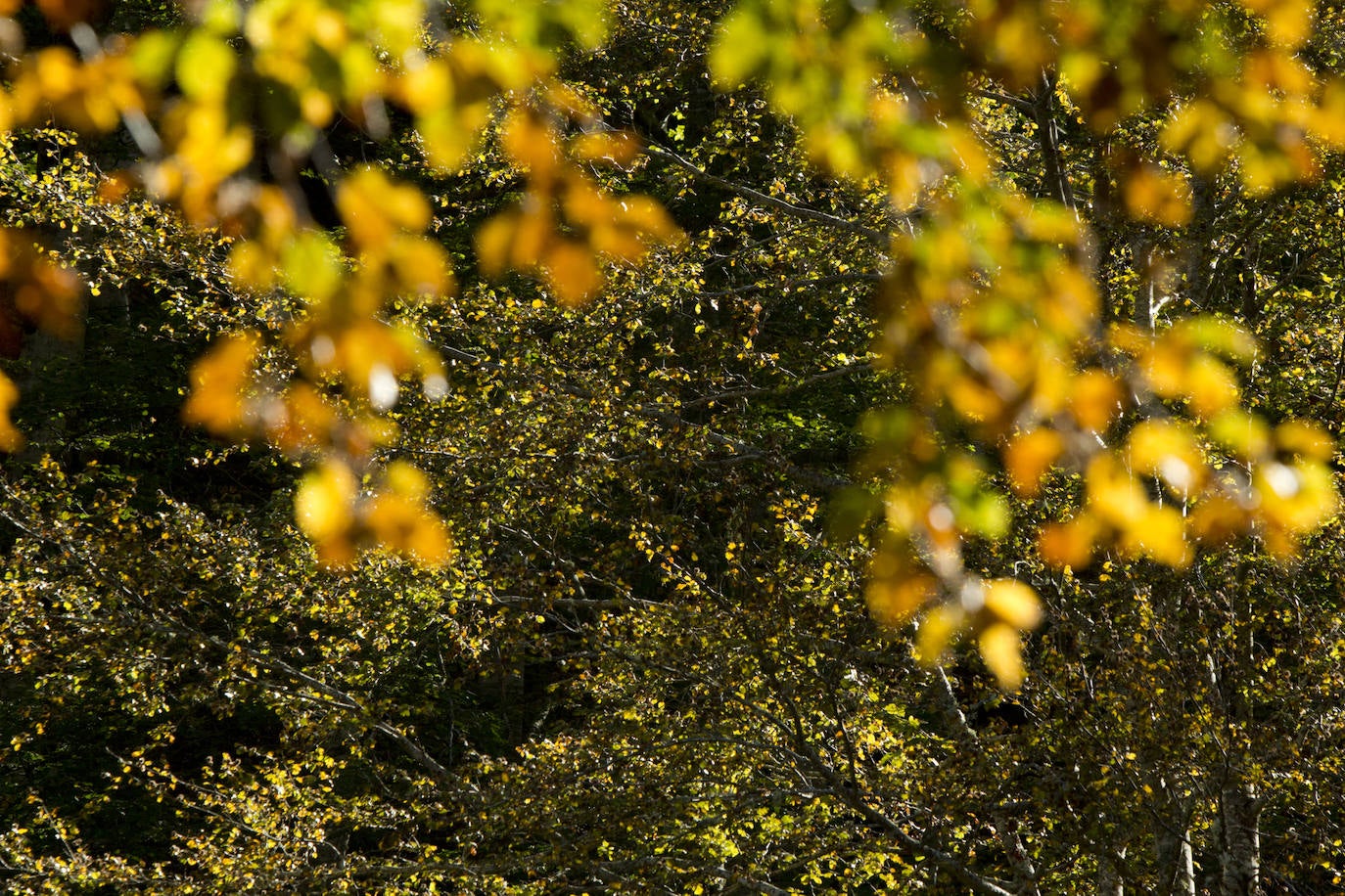 Variedad de colores en las hojas de los árboles tras la llegada del otoño.