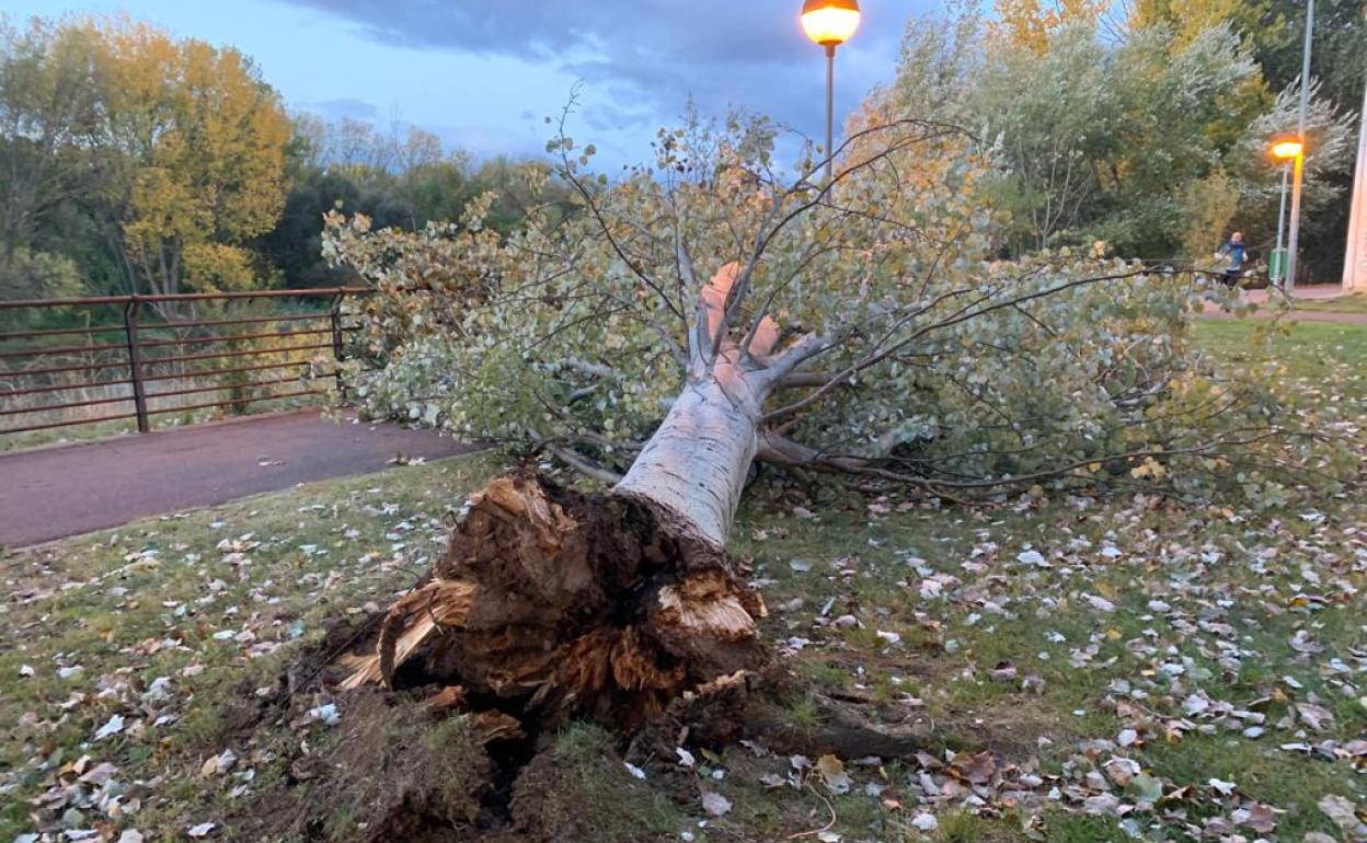 Árbol caído esta madrugada entre el puente de Hierro y la pasarela en la orilla de la Casa de las Ciencias