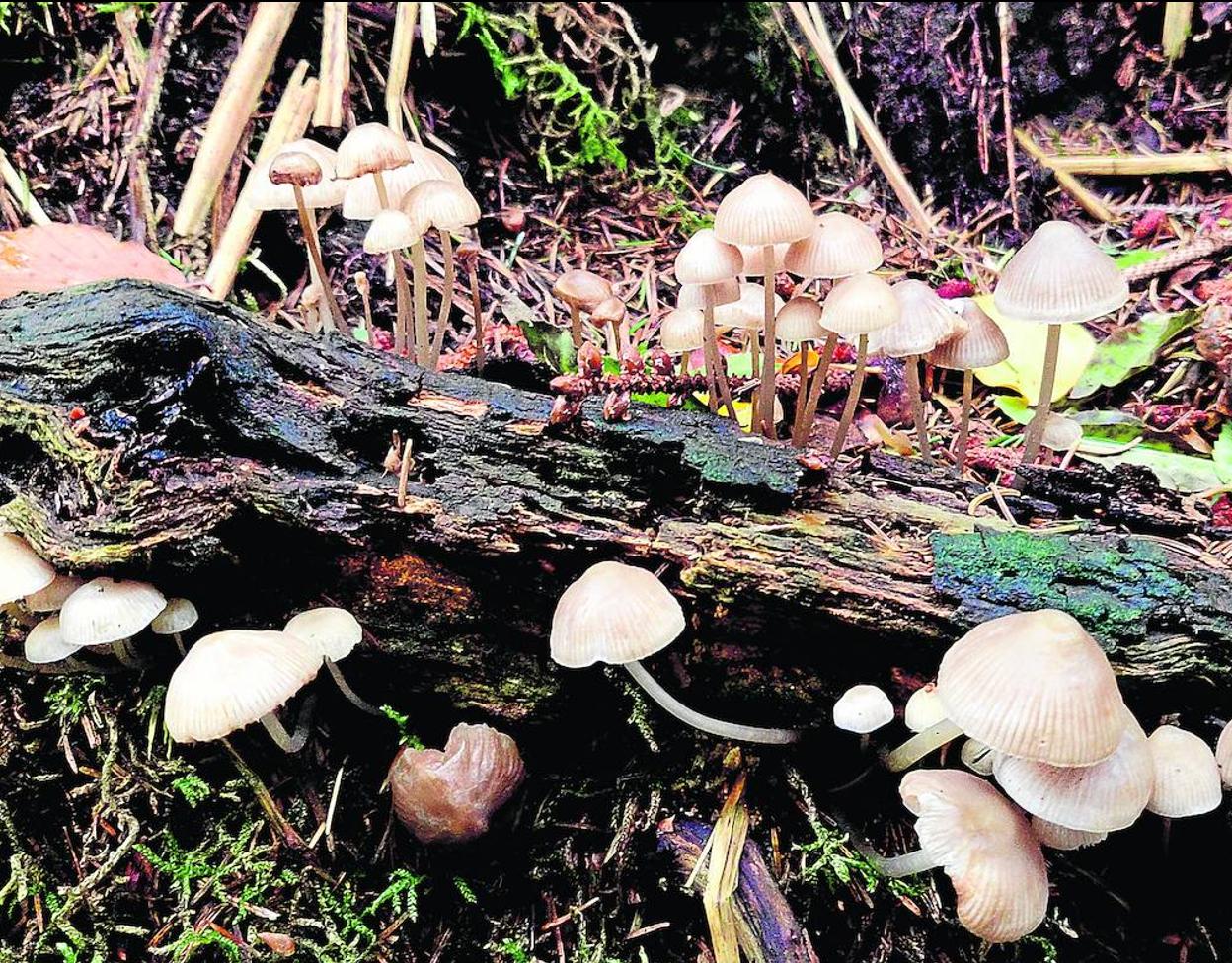 Hongos saprófitos como estos ramilletes de Mycena sp. descomponen la madera muerta y la transforman en el humus que nutre al suelo.