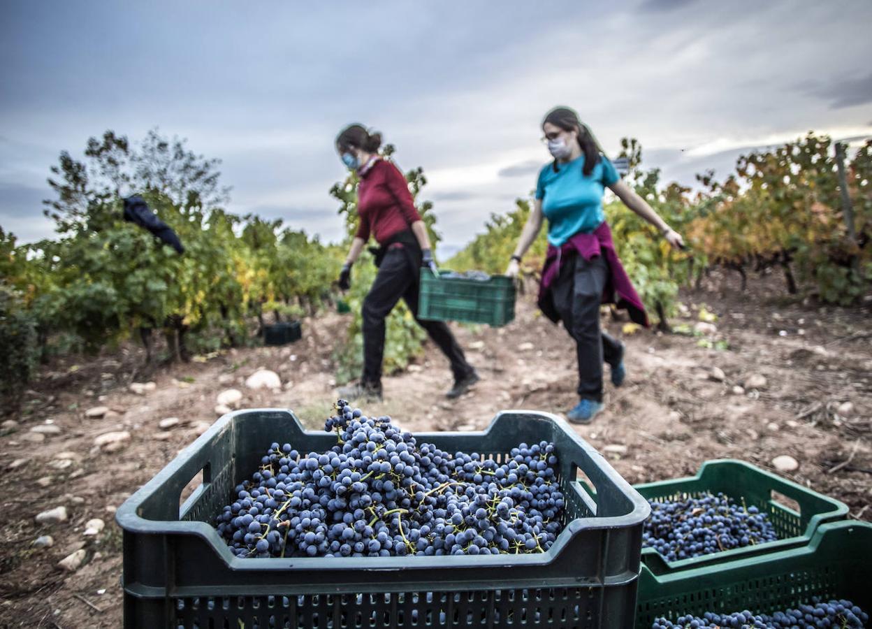 El Grado Superior de Vitivinicultura 'on line', único en España
