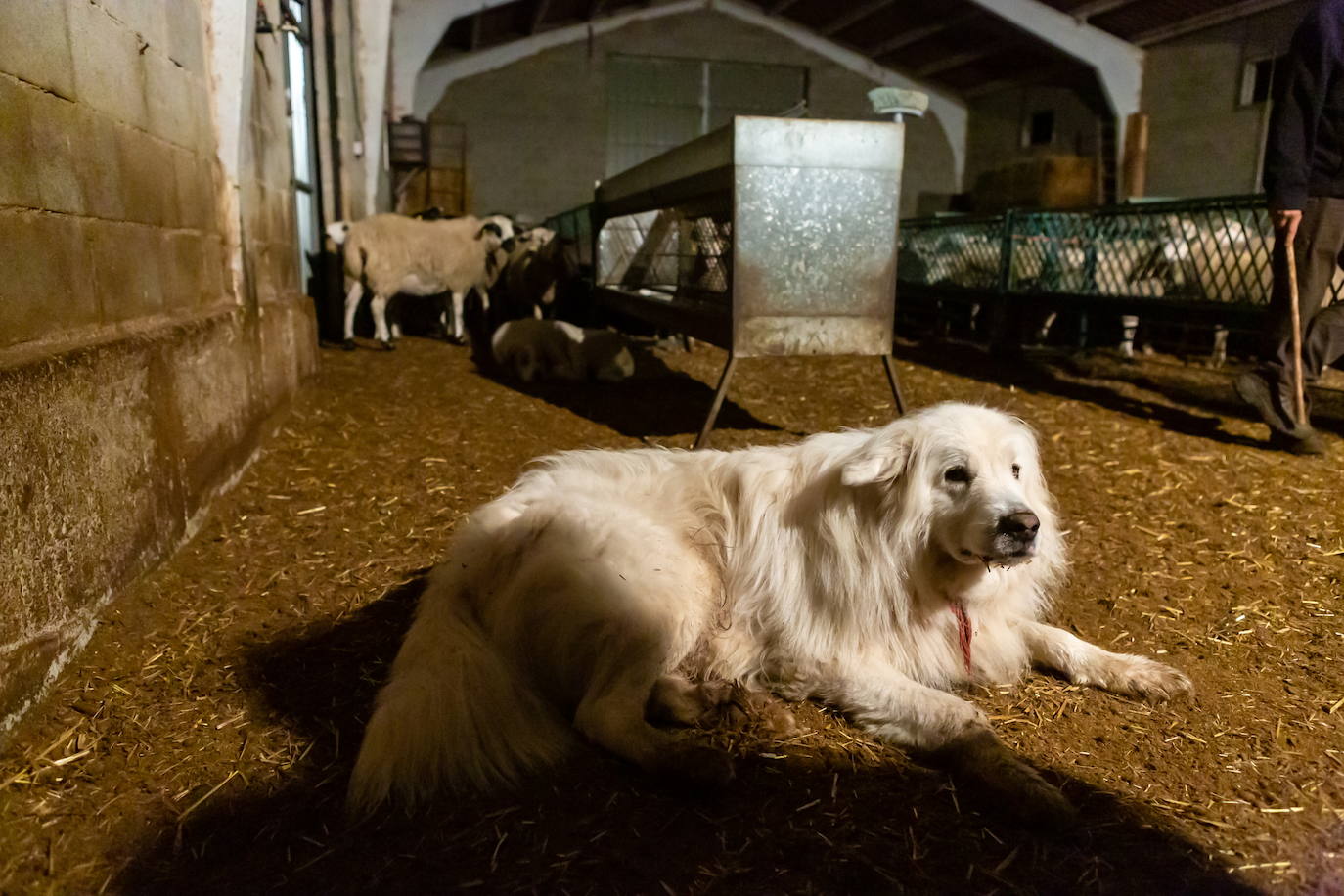 Imagen secundaria 1 - Javier Elías, ganadero de Villoslada, uno de los perros que cuidan de su ganado y las señales del ataque del lobo en una de sus ovejas