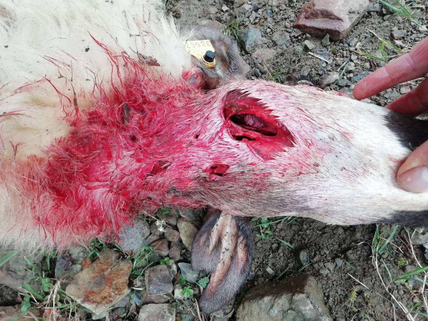 Imagen secundaria 2 - Javier Elías, ganadero de Villoslada, uno de los perros que cuidan de su ganado y las señales del ataque del lobo en una de sus ovejas