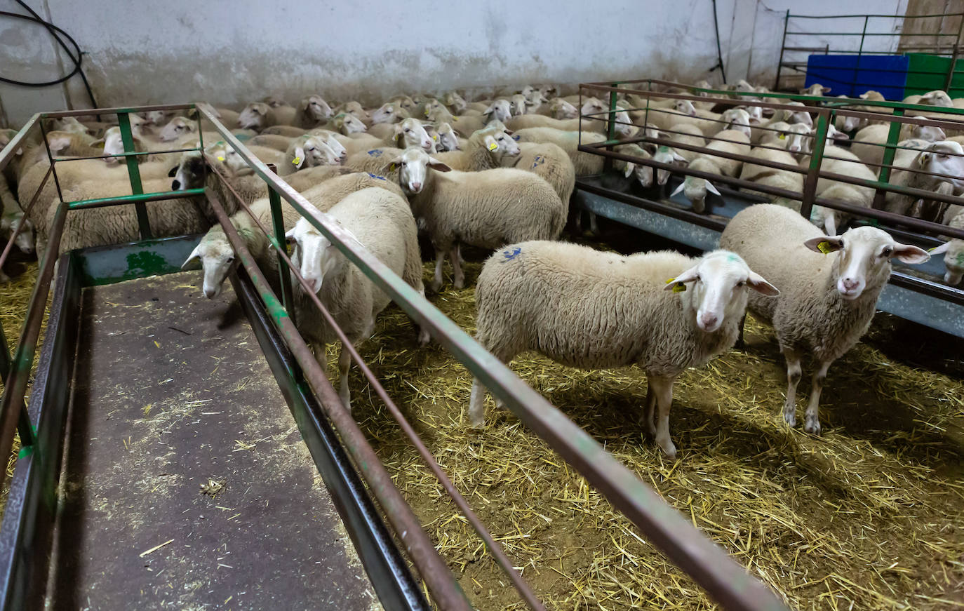 Una de las ovejas del ganado junto a sus corderos.