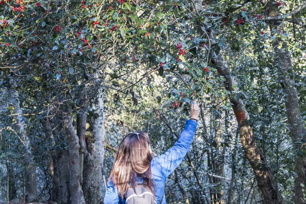 Una mujer observa los frutos de un ejemplar en el acebal de Valgañón.