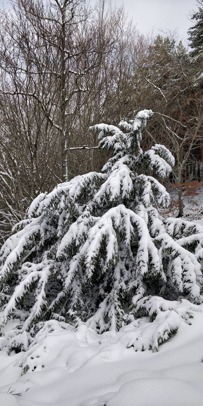 Están al nordeste de la cumbre y la nieve se acumula ahí a causa del viento