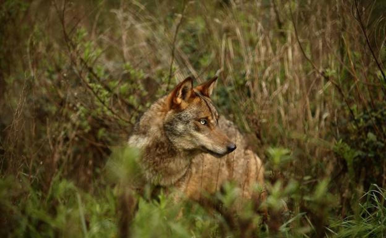 Ejemplar de lobo. 