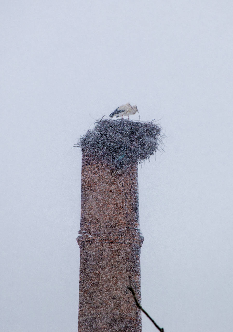 Fotos: Santo domingo se crubbre de nieve