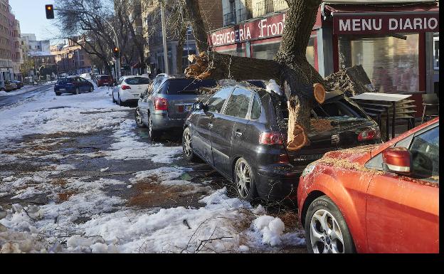 Vehículo destrozado por la caída de un árbol en Madrid tras el paso de la borrasca Filomena 