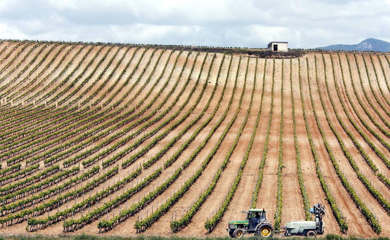 Paisaje de viñedo en La Rioja Alta. 