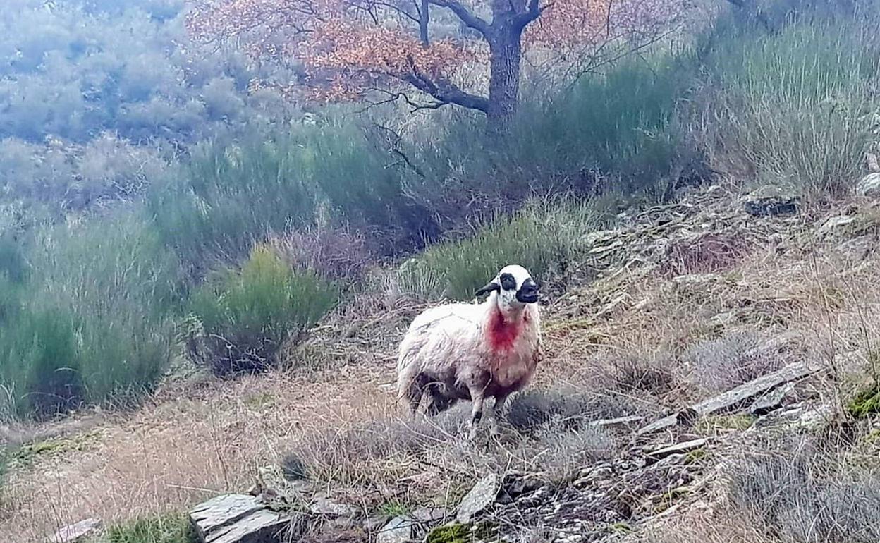 Oveja herida por un ataque anterior de un lobo en la zona de Viniegra. 